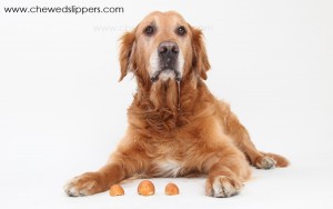 chewed-slippers-photography_dog-with-timbits-300x188