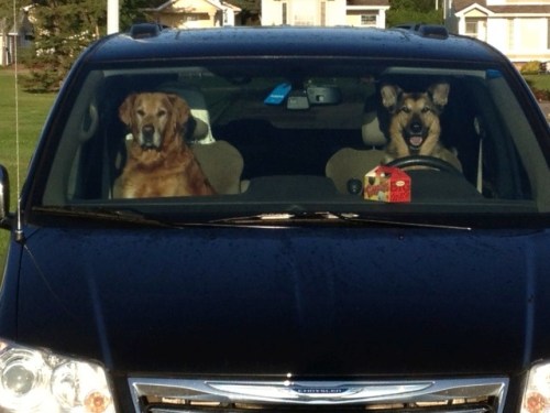 Tango: Nice day for a drive to the off-leash park Wally:  Yes dear