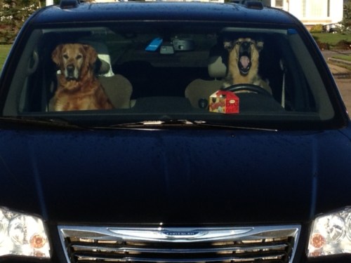 Crazy Human Driver….signal your turns