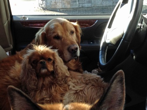 Keeping Mom's seat warm while she shops