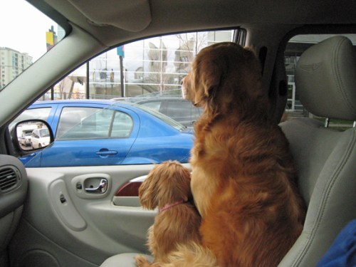 Tilly and Wally watching the world go by