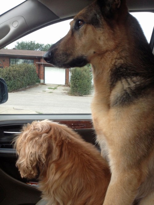 Musical chairs - Tango and Tilly watching the world go by