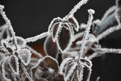 hoarfrost1