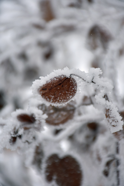 hoarfrost2