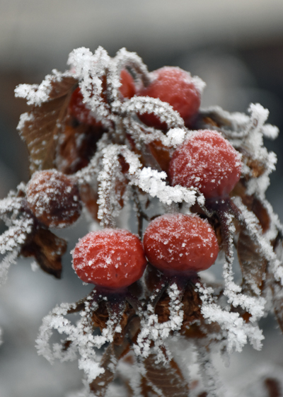 hoarfrost3