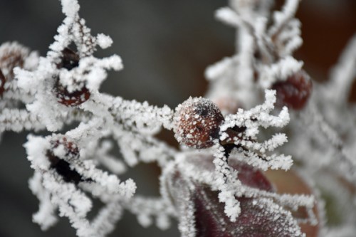 hoarfrost4