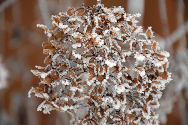 hoarfrost5