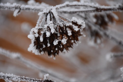 hoarfrost6
