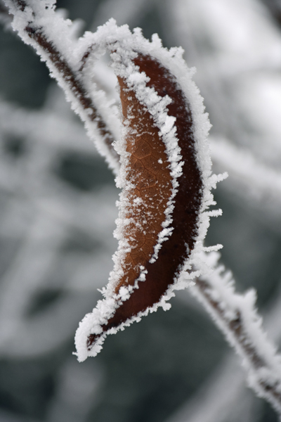 hoarfrost7