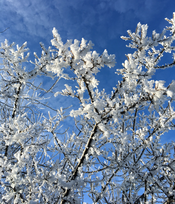 HoarFrost8.jpg
