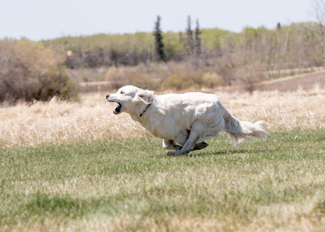 BrodieChase2019MAY19-2