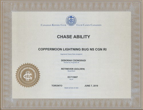 Brodie_CKC-ChaseAbility