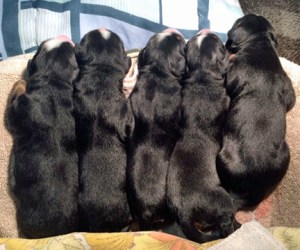 Winter Litter New Born 2