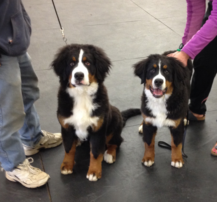 SpiritSamson2015MAY03